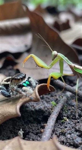 Jumping Spider vs Mantis — Tiny Backyard Fight 🕷️⚔️