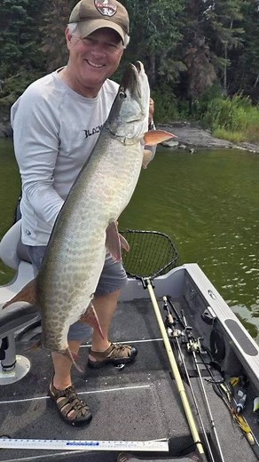 The muskie bite continues out of Spruce Island Camp. #ontario #ontarioresort #lakeofthewoods #lakeofthewoodsontario #tightlines #muskie #musky #muskyfishing #muskyinnovations #spruceislandcamp #getoutside #fishingdaily #fishingday #catchandrelease #muskyhunter #muskylures #lakemichiganangler http://www.spruceislandcamp.com | Spruce Island Camp