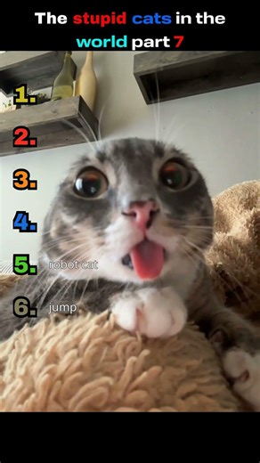 The stupid cats in the world Part 7