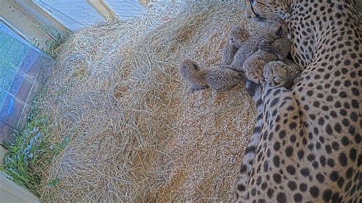 Here's how to watch the cheetahs born at the National Zoo live