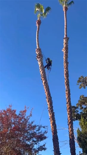 Some Of 2025 Tree Work! The Only One To Call⛑️ #arborist #trees #treetrimming #treeremoval #treeoflife | AB Tree Doctor