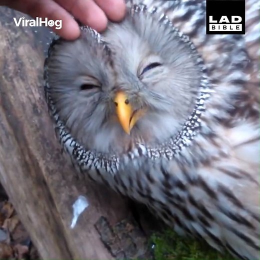 Stumbled across this owl who loves head strokes! 😍🦉 | LADbible