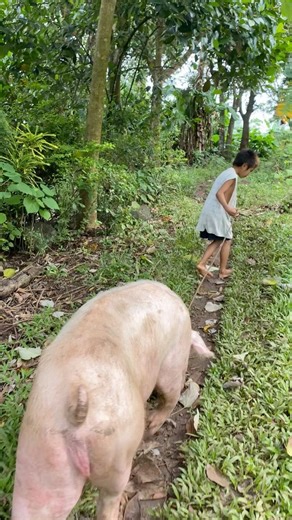 Pig is ready to breed#backyardfarming