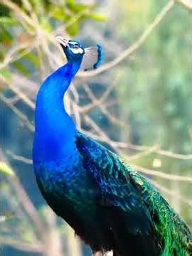 Birds screaming 😱