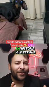 59K views · 3K reactions | Perrito adoptó a gatito que encontró en la calle 殺 | El RICHY | Facebook