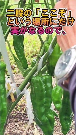 第292弾 万願寺とうがらしを大きく育てる金ちゃん極秘栽培 ！＃農業 ＃野菜作り ＃家庭菜園 ＃年金生活者 ＃米作り ＃旬の駅 ＃収益化 ＃農協