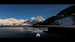 Here's a wee edit of some of the highlights from our expedition to Norway to swim with orca this past November. The fjords where the orca move in to feed on herring are well into the arctic circle, sheer sided, with mountains and glaciers, making for a spectacular environment to explore for whales. The herring also draws in humpback whales in large numbers, making for some amazing in water encounters. Our base is right on the water and looks north, making for a perfect location for watching the 
