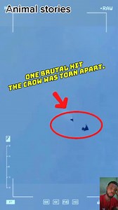 54K views · 873 reactions | One brutal hit, the cow has turned apart. #fypシ #animals #fypシ゚viralシ #birds | Animals stories | Facebook