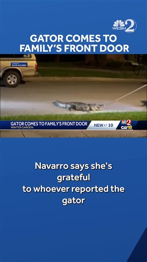 133K views · 443 reactions | A Winter Garden family had an unwanted guest Saturday night when a large alligator appeared at their front door. "Alright, so we have this good-size gator in front of our house..." One of the family members can be heard saying in video they recorded that night. Read the full story at the link below: https://www.wesh.com/article/large-gator-comes-family-front-door-winter-garden/65964276 #alligator #WinterGarden #gator #wildlife | WESH 2 News | Facebook