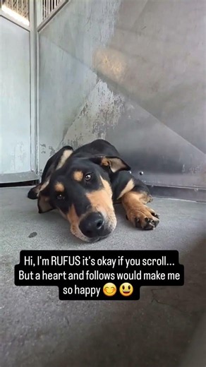 🚨 RUFUS SCHEDULED FOR EUTHANASIA 🚨#usa #canada #uk #germany