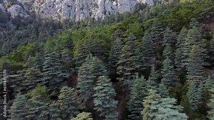 Aerial video of wild forest with huge Lebanon cedar trees in mountains along lycian way in Turkey.