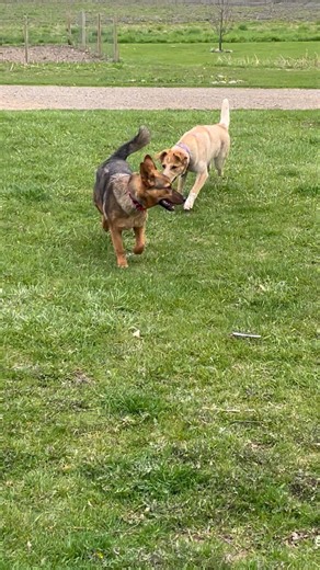 Litter mates meet up as grown ups #dogs