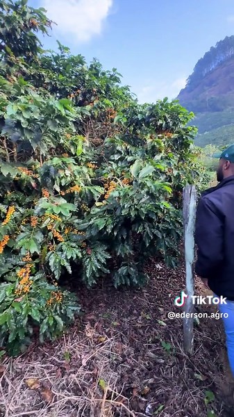 Café Arábica: 150 sacas/ha, É POSSÍVEL?