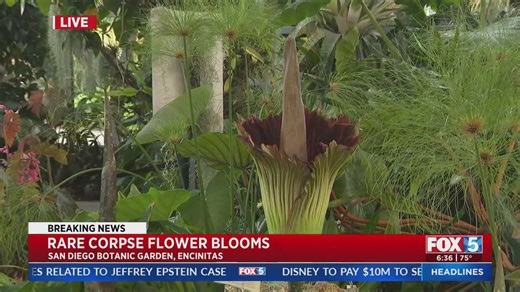 Rare corpse flower blooms
