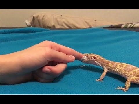Bitten by a leopard gecko!