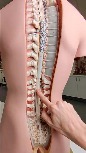 Your spinal cord is shorter than your spine #anatomy
