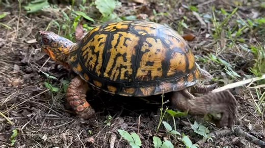 14K views · 482 reactions | Backyard turtle sighting. | Uncharted Lancaster | Facebook