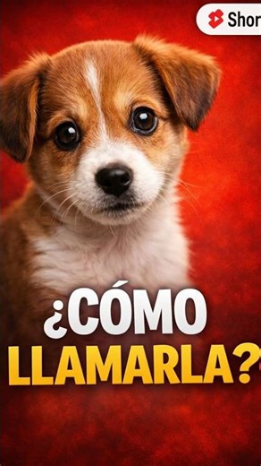 👉 Names for Female Dogs 🐶✨ 10 Cute and Original Ideas
