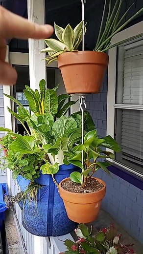 5 ways to grow veggies and herbs in an apartment #plants #garden #herbs