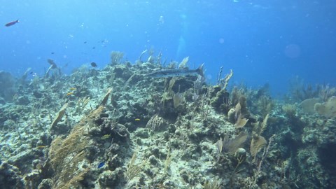 Huge Barracuda checks out scuba divers in the Bahamas