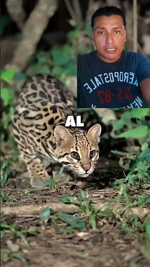 el ocelote #curiosidades #datoscurisos #naturaleza