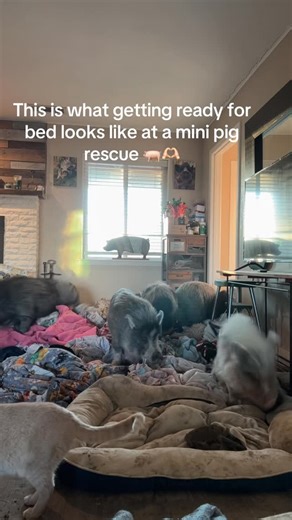 My Pig Filled Life | Everybody nesting to tuck in for another cold night! #mypigfilledlife #minipigrescue #nonprofit #rescue #pig | Instagram