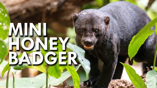 Tayra: The Fearless Forest Predator You’ve Never Heard Of