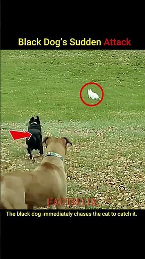 “Dog vs Cat Chase Caught on Camera | Incredible Reflexes!” #animalfacts#wildlife#Trendingshorts