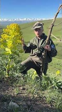 Ferula is one of the tallest plants in the world! 😲