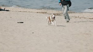 Dog running on the beach slow motion