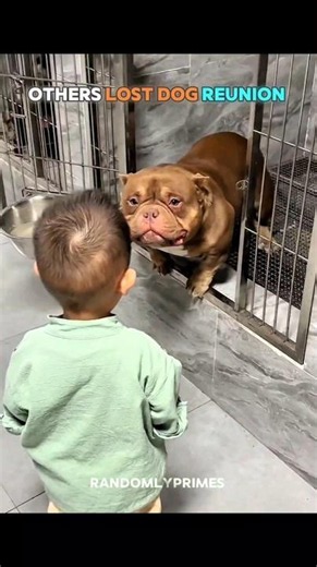 Others Lost Dog Reunion VS THIS ONE 😭❤️