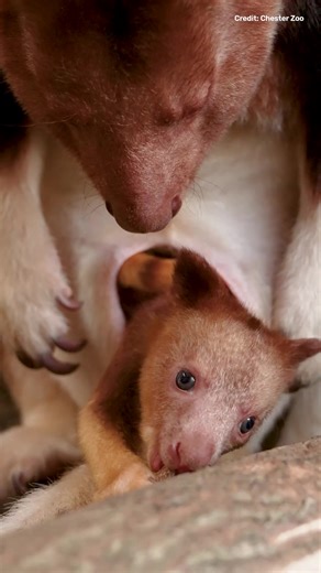 The pitter patter of tiny Goodfellow's tree kangaroo feet can be heard at Chester Zoo, as mom Kitawa and dad Kayjo welcome a new arrival. This little joey marks only the second time experts have managed to breed the endangered species at a conservation zoo. After spending months developing inside its mother's pouch, the joey is now taking time to explore its environment. In the wild this species is found in Papua New Guinea, with populations declining due to habitat loss and hunting. This makes 