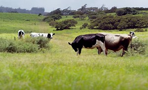 2.5M views · 14K shares | Holy cow! This edible packaging is made from milk protein, which is biodegradable and dissolves in hot water. (via NowThis) | Upworthy | Facebook