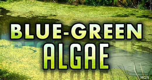 Health Dept. warns Madison Co. neighbors about blue-green algae at Cherry Lake