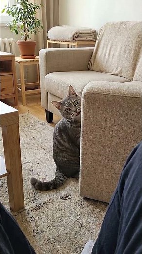 Why does the cat look from afar and not approach?