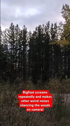 Bigfoot Screams Repeatedly and Makes Other Weird Noises Silencing the Woods on Camera!