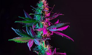 Cannabis Classification System Announced for 2022 Emerald Cup Awards