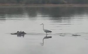Watch: A bird hitching a ride on a hippo is the best thing you'll see today