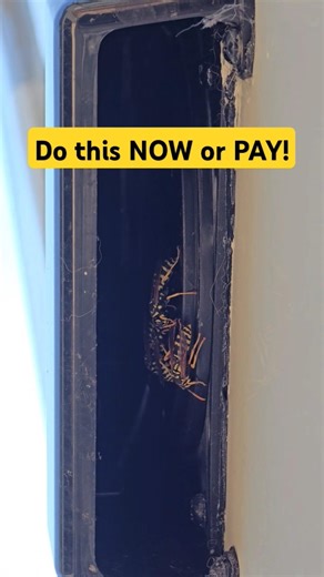 The Pest Problem Every RV Owner Faces #rvlife #camping #survival