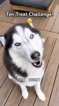 I’ve ✨literally✨ never been prouder of him. 🐺😋🏆🤗 #siberianderpskies #husky #dogdad #huskylife