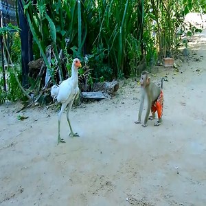 754K views · 10K reactions | The baby monkey wants to be friends with the chicken but can't. #monkey | Monkey New | Facebook