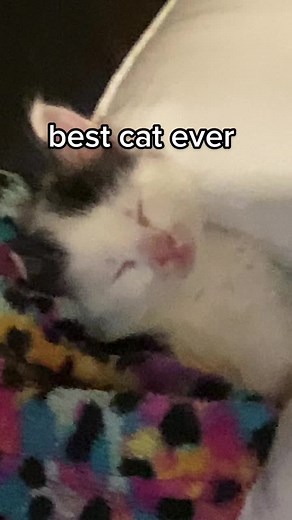 Therianthropy🔮 (@jeremy.fitzgeralds)’s videos with Im gay - dxnna821