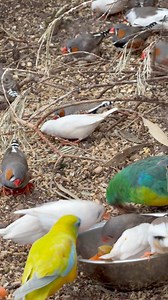 Zebra finches and grass parrots. Zebra finches are very social and love foraging together 😊 #accessibility video description: on the ground amongst twigs and leaves from old fallen foliage, several zebra finches hop around. In the foreground, a couple of scarlet chested parakeets eat from a bowl of fruit and nuts placed on the ground. Some finches also eat from the bowl. | Little Beaks