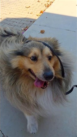 Full Speed, Full Zoomies 🐶💨 | Jessy the Sheltie #dog #sheltie #jessy #puppy #cute #funny #running
