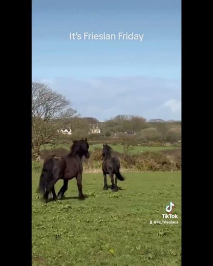 Friesian Horses in Action | Happy Friday Leaps, Jumps & Pure Joy