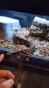 My pet rattlesnake loves human interaction #rattlesnake #viper #snakes #venomoussnakes #pets #snaketattoo #lizard #herping #colubrid #ballpythonbreeding #wildlifephotography #pythonregius #pythons #boaconstrictor #ballpythonbreeder #snakelovers #pythonsofinstagram #hognose #love #naturephotography #snakephotography #reptilephotography #petsnake #photography #cobra #snakelove #ballpythonmorph #snek #snakeofinstagram #snakesofinsta #Shorts #virals #best #fyp | Willard DEE