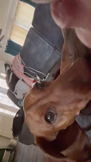 When I, Ragnar the short King, am comfortable and the peasant keeps moving #dachshund