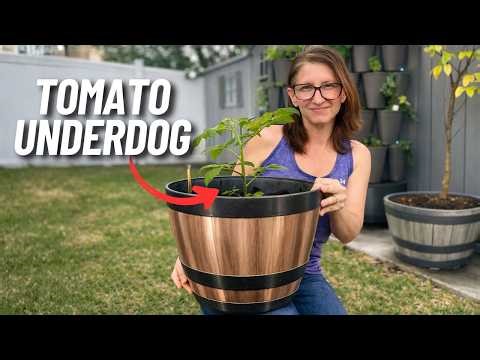The Underdog Of The Tomato World