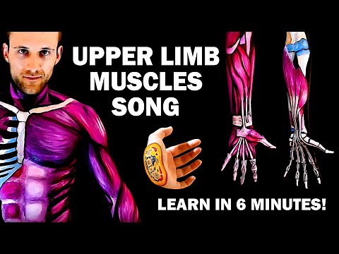 UPPER LIMB MUSCLES SONG (Learn in 6 Minutes!)