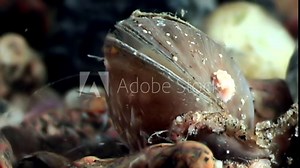 Sea scallop bivalve shell conch oyster close up underwater on seabed. Unique amazing beautiful exotic macro video. Marine life on background of pure clear clean water.